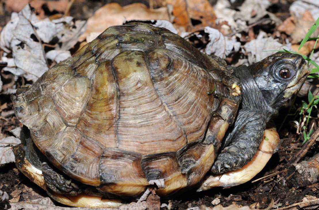 This is a box turtle found close to my home years ago. It has a malformed shell and an almost total lack of pigmentation on the shell, head or legs. The hinge was present on the plastron but was immobile. It is impossible for sure to say what could have caused these defects. It’s likely that this turtle had been in captivity under poor conditions (mineral deficiency, lack of sunlight, etc.) for a time. The annular rings on the scutes were well defined; this box turtle was about 14 years old when this picture was taken.